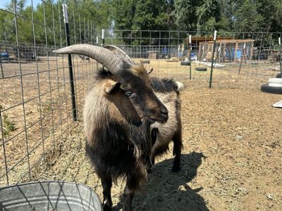 Nigerian Dwarf Bucks
