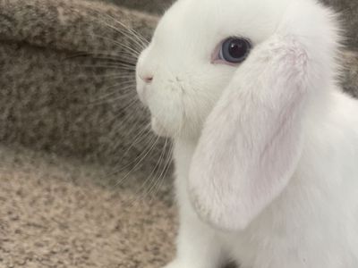 4 month old girl holland lop
