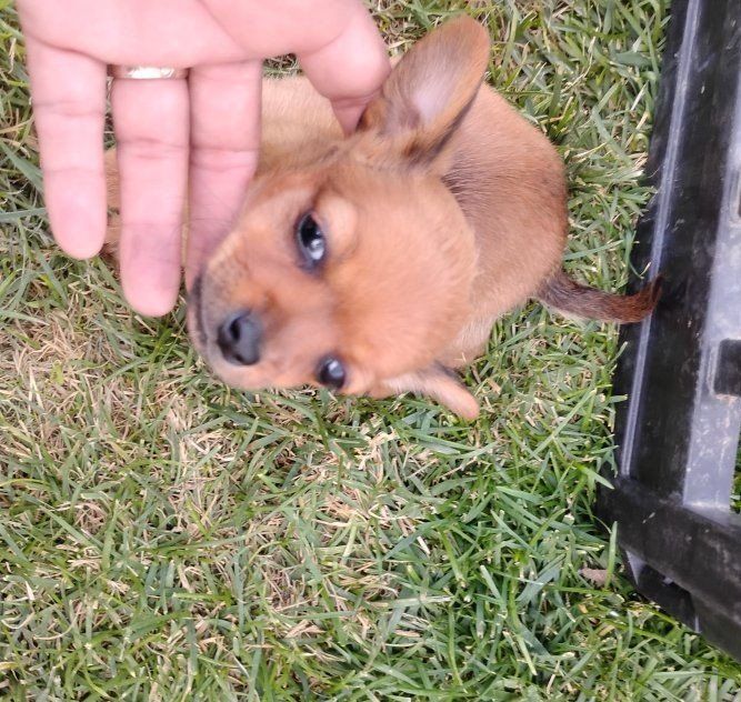 Chihuahua only 2 left