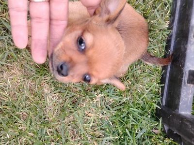 Chihuahua only 2 left