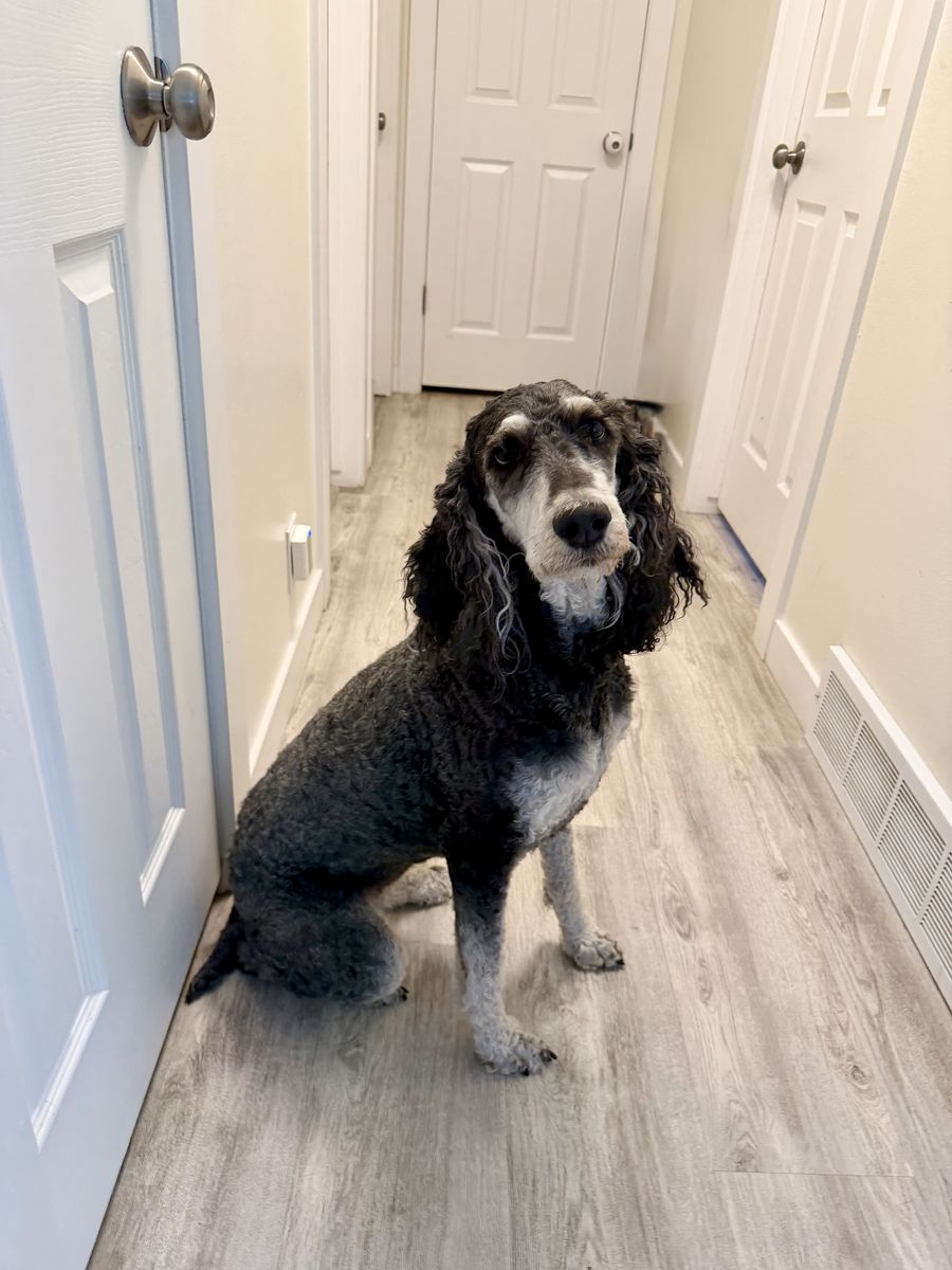 CKC Female Phantom Poodle - 4 Years Old