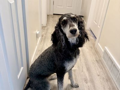 CKC Female Phantom Poodle - 4 Years Old