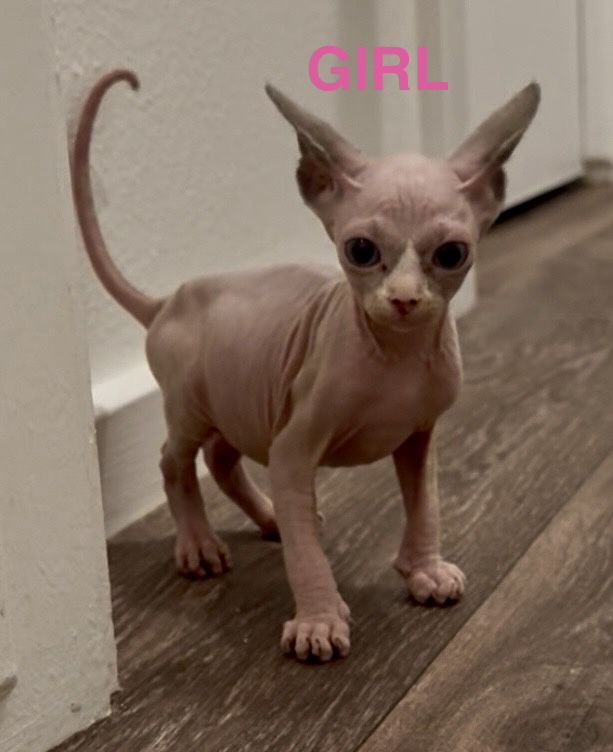 5 Beautiful Sphynx kittens—2 males and 3 females