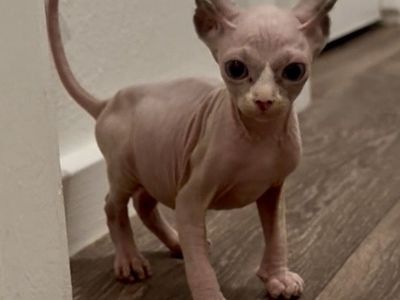 5 Beautiful Sphynx kittens—2 males and 3 females