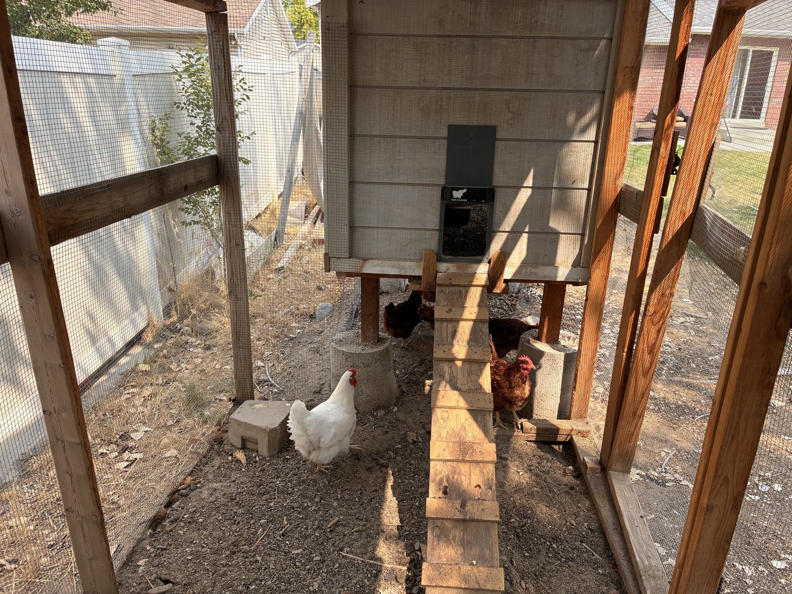 Chickens 