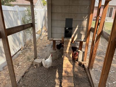Chickens
