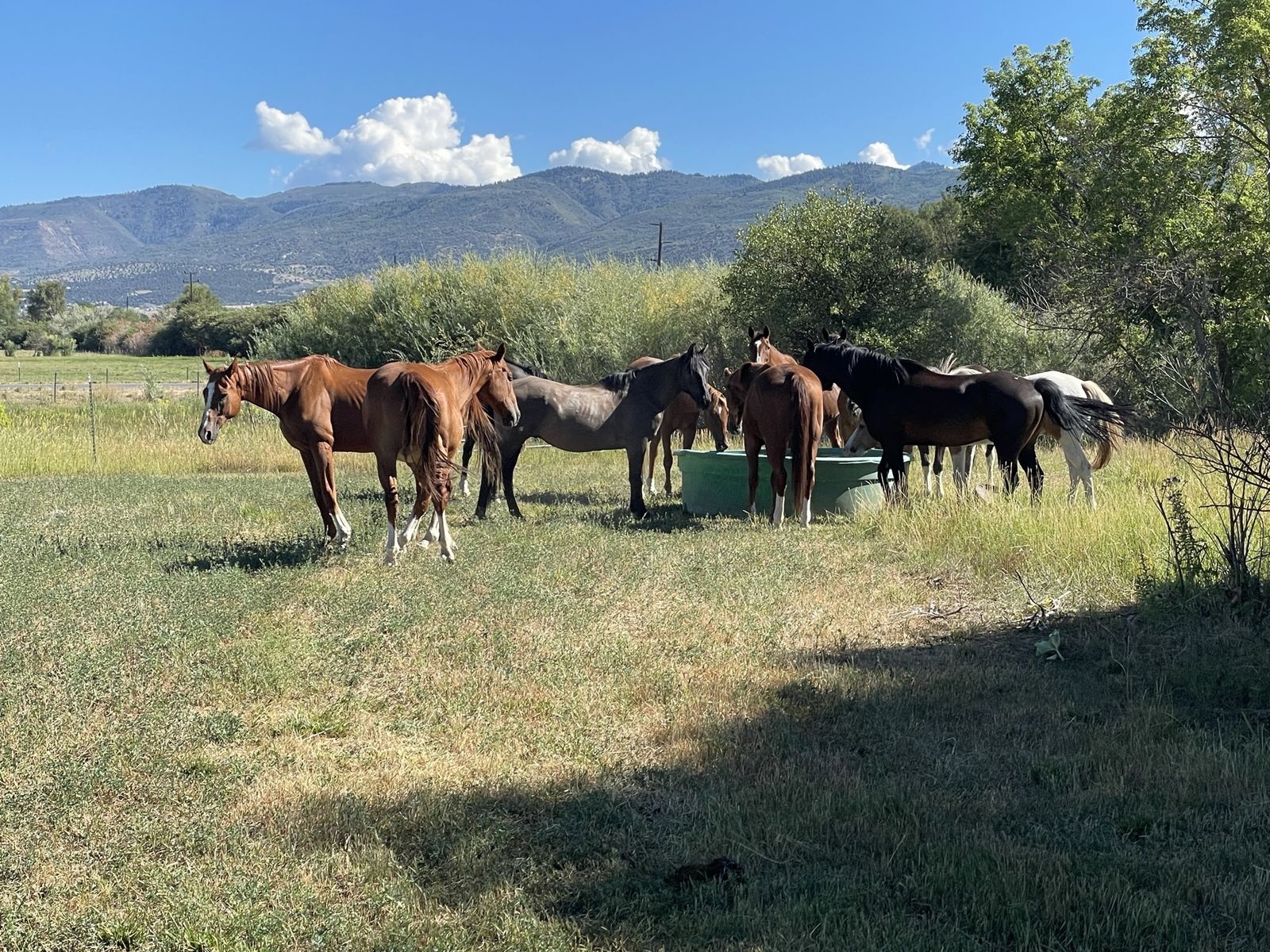 Older trail geldings