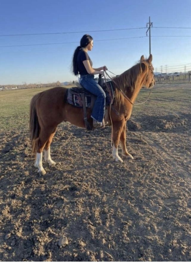 AQHA registered gelding, 12 year-old