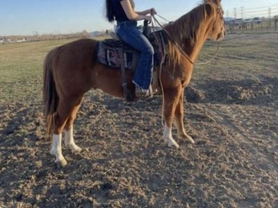 AQHA registered gelding, 12 year-old