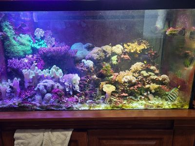 Moving Salt water coral for sale