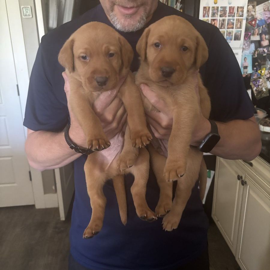 Akc Fox Red Lab Puppies