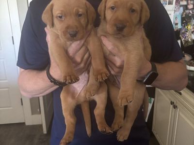 Akc Fox Red Lab Puppies