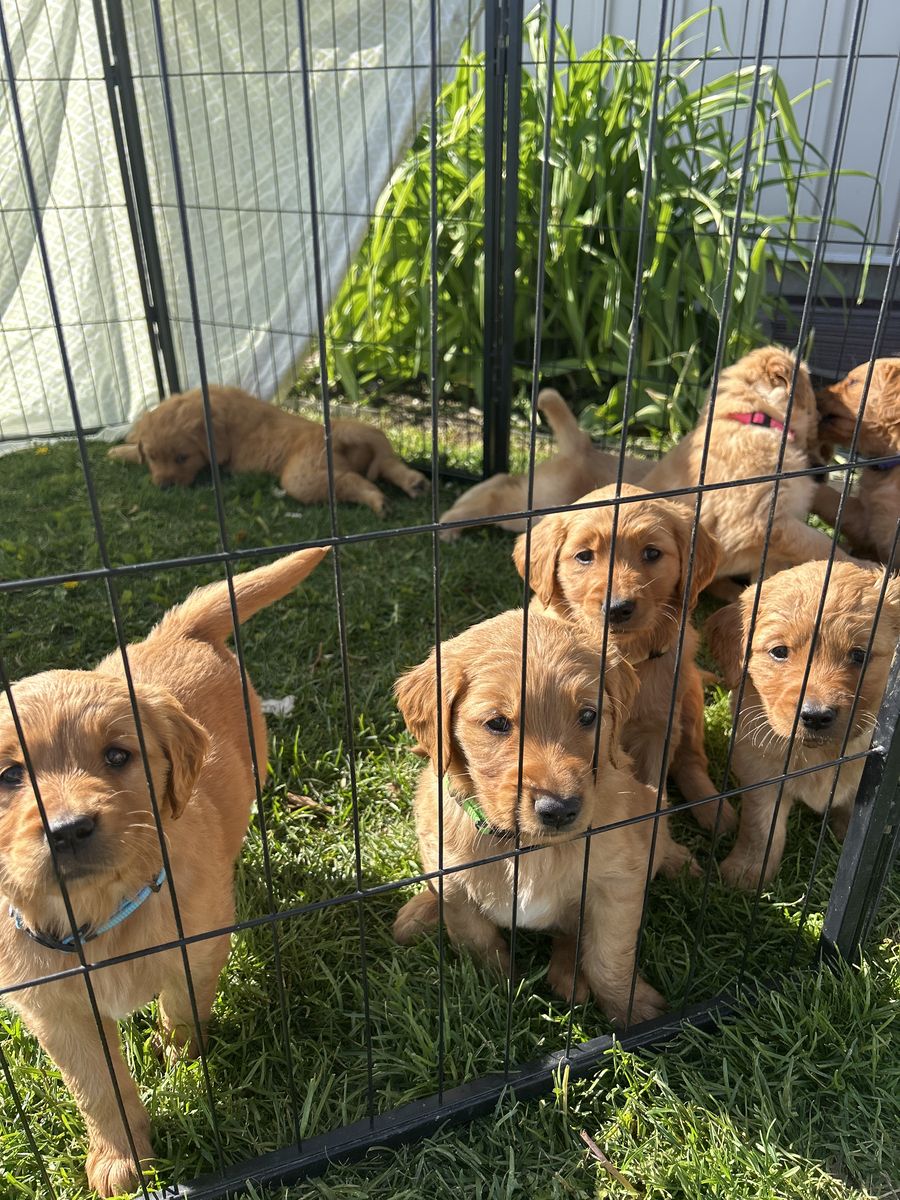 Golden retriever puppies