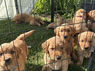 Golden retriever puppies