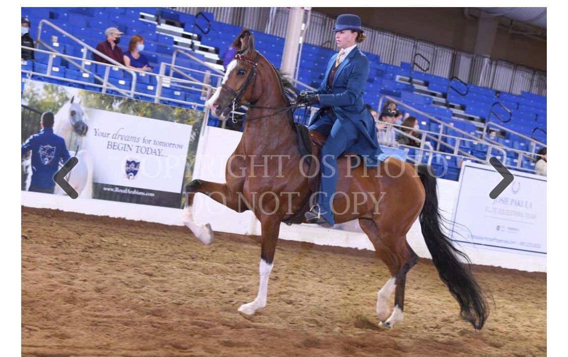 Arabian And Half Arabian