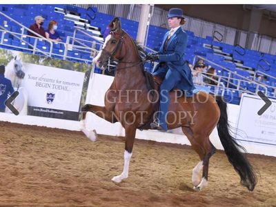 Arabian And Half Arabian