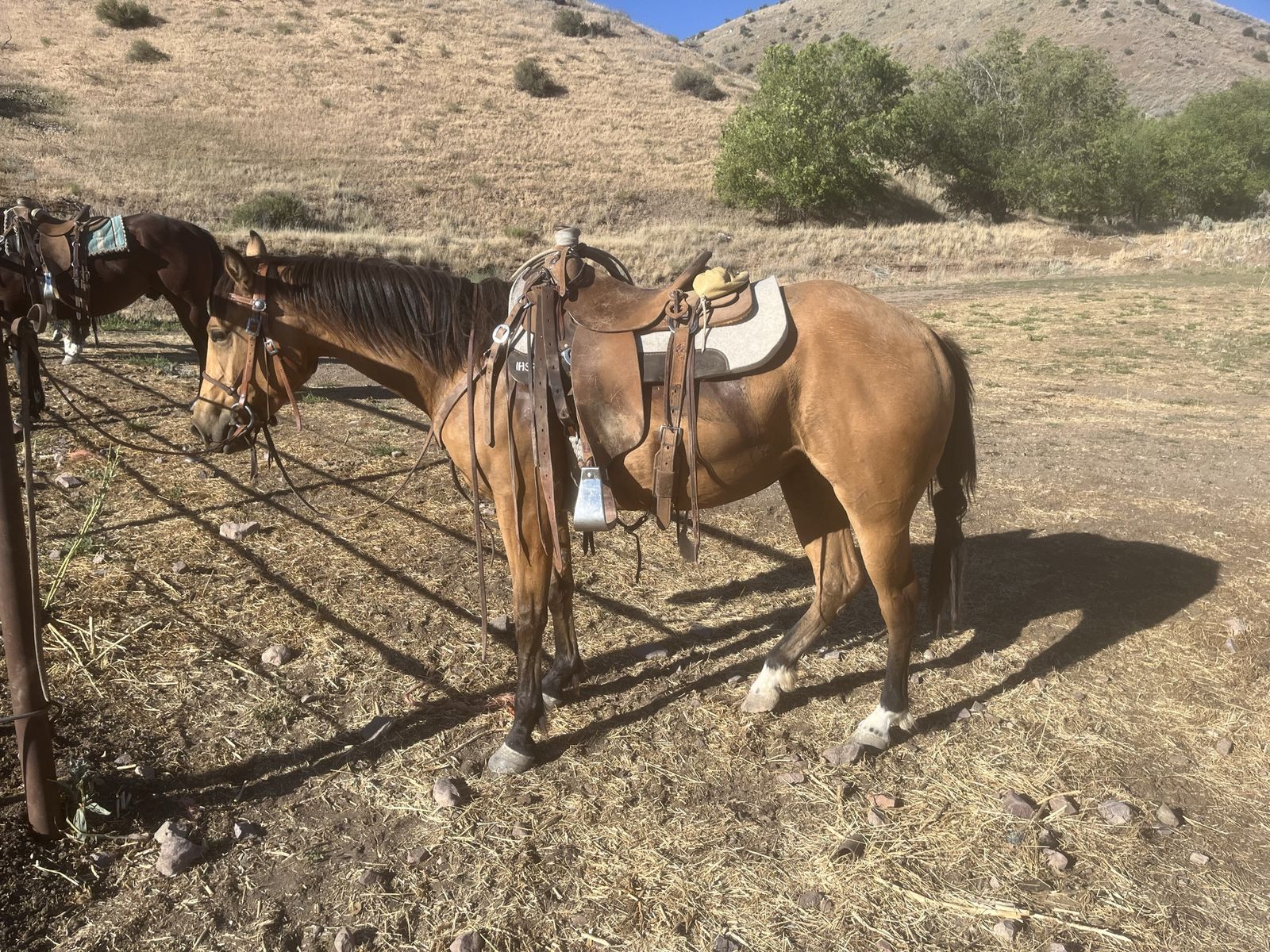 3 yr old buckskin mare