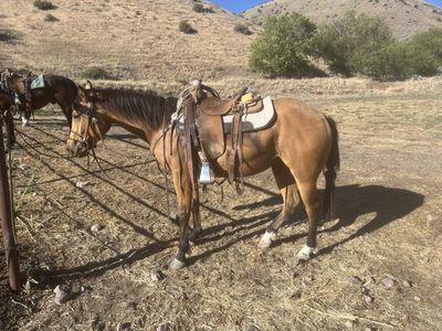 3 yr old buckskin mare