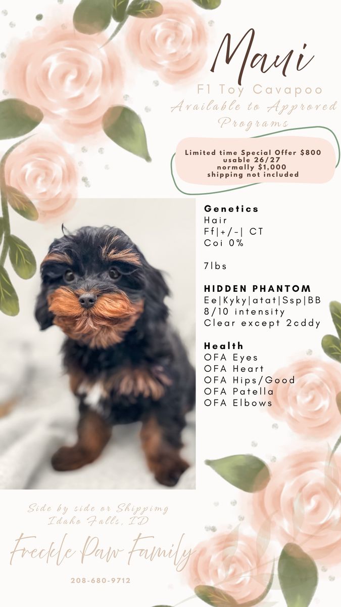 F1 Toy Cavapoo - Maui
