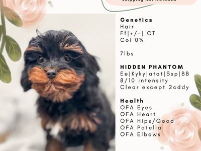 F1 Toy Cavapoo - Maui