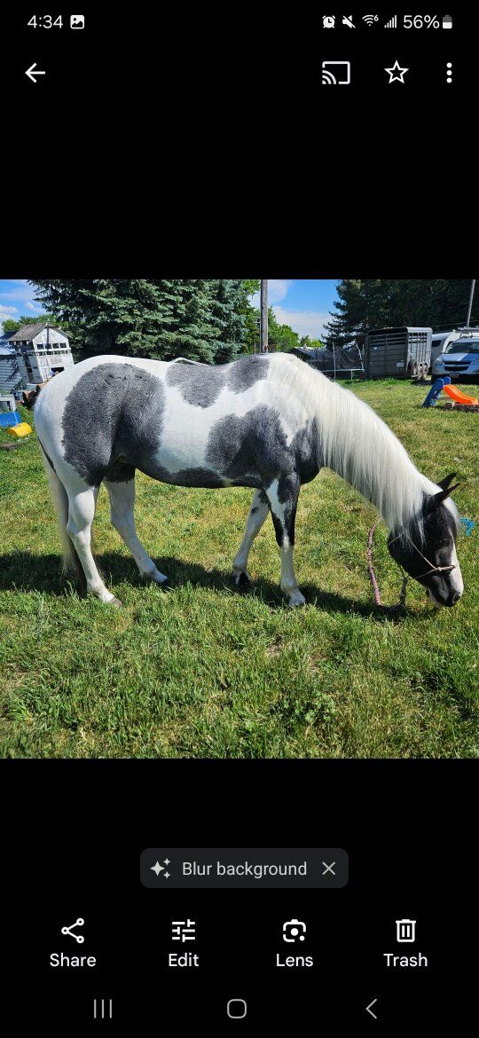 6 yr APHA blue roan paint mare