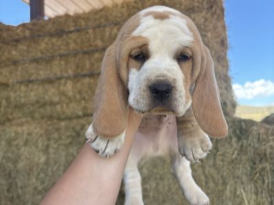Basset Hound puppies!