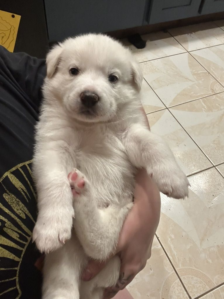 Husky × Great Pyrenees mix puppies