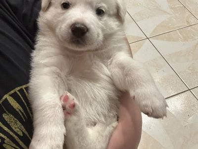 Husky × Great Pyrenees mix puppies