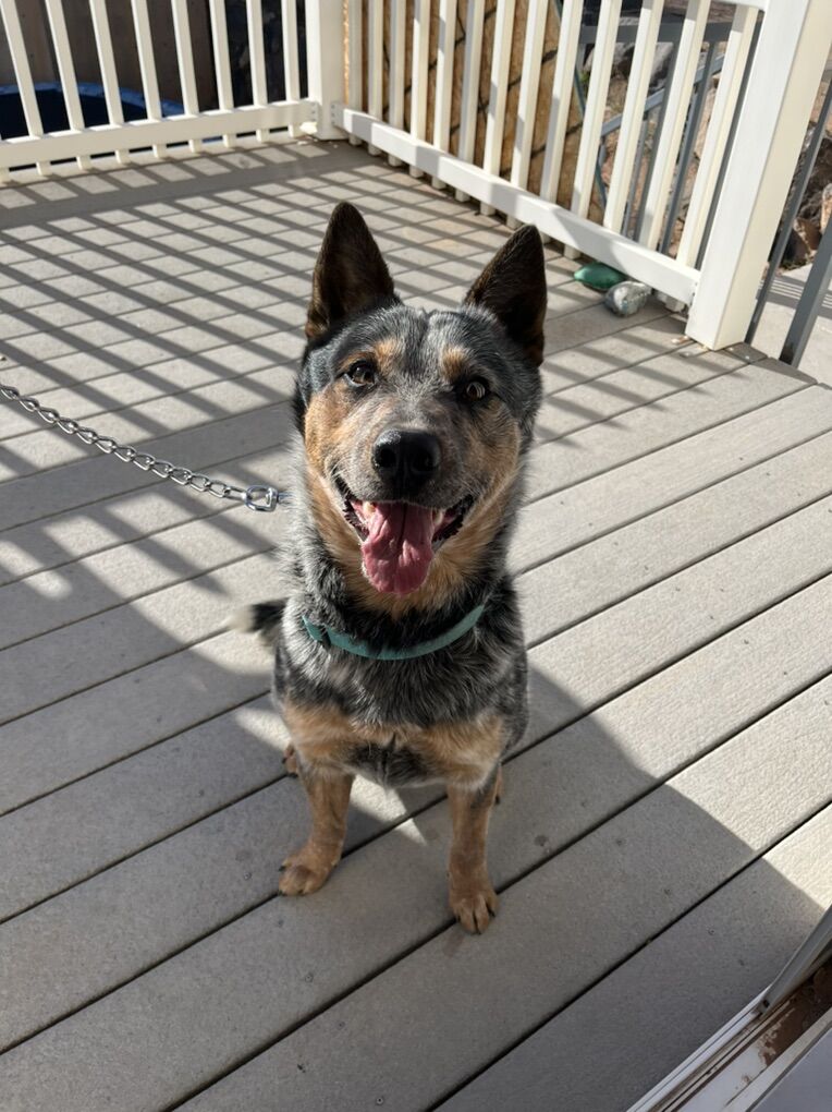 Blue Heeler