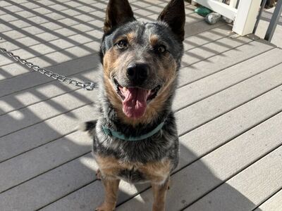 Blue Heeler