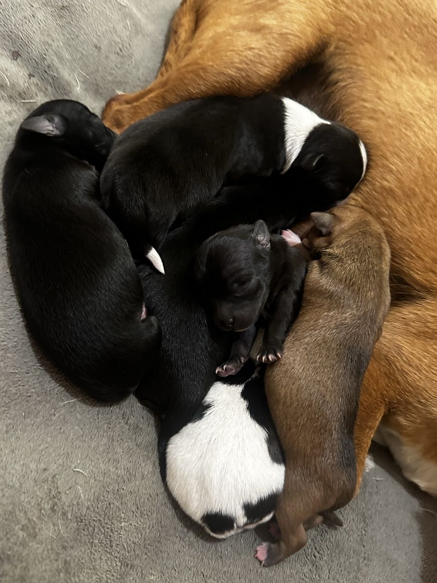 Chihuahua corgi puppies