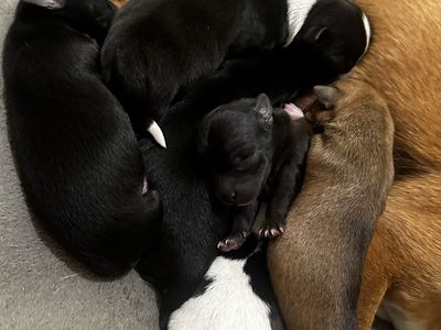 Chihuahua corgi puppies