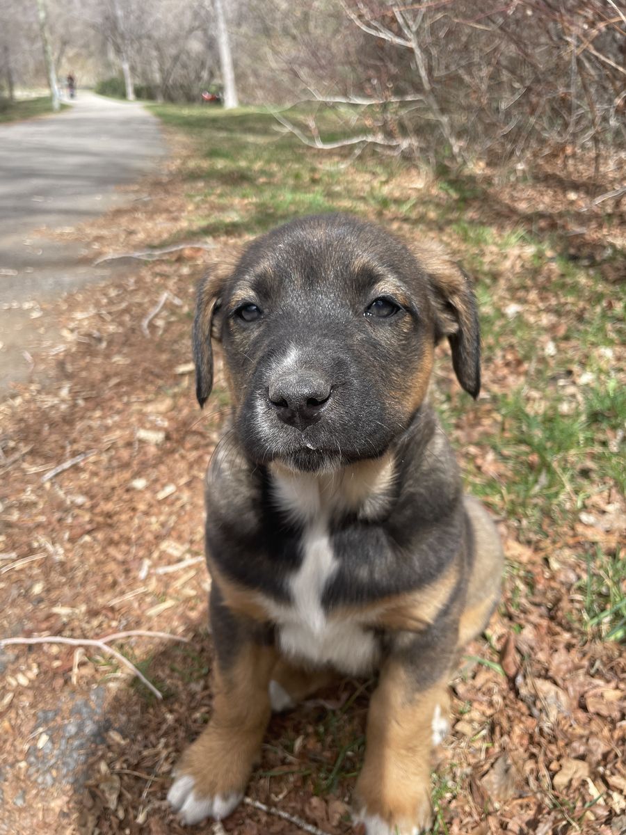 German/Dutch Shepherd Puppies