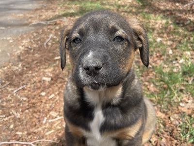 German/Dutch Shepherd Puppies