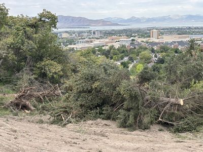 free felled tree for firewood