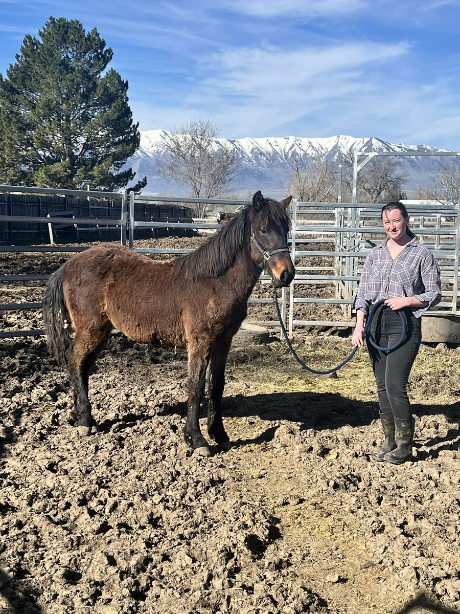 Pre-Sale Opportunity: BLM Yearling Mustang Gelding