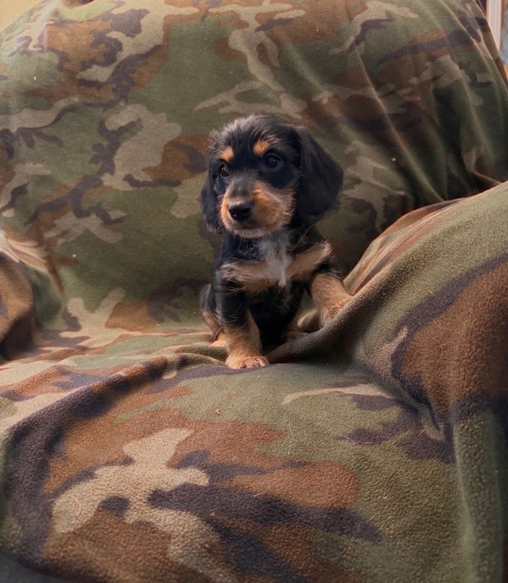 Miniature Dachshunds