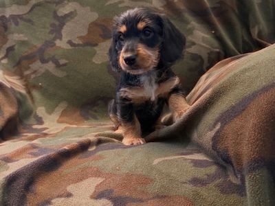 Miniature Dachshunds