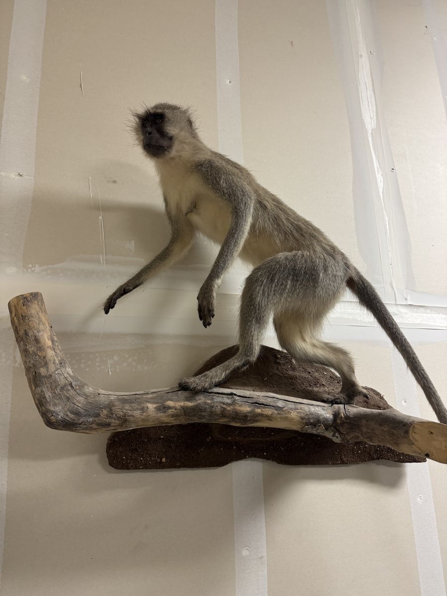 Vervet monkey mount