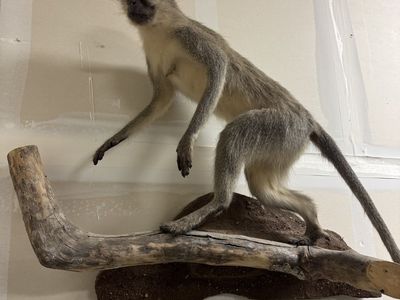Vervet monkey mount