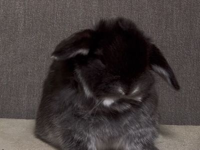 Holland Lop Buck