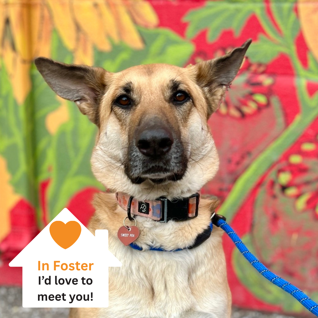 Hello my name is Sweet Pea