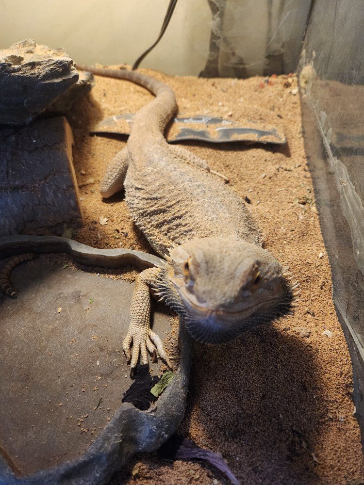 Bearded Dragon