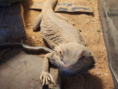 Bearded Dragon