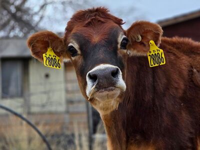 iso of pasture in bountiful, woodscross