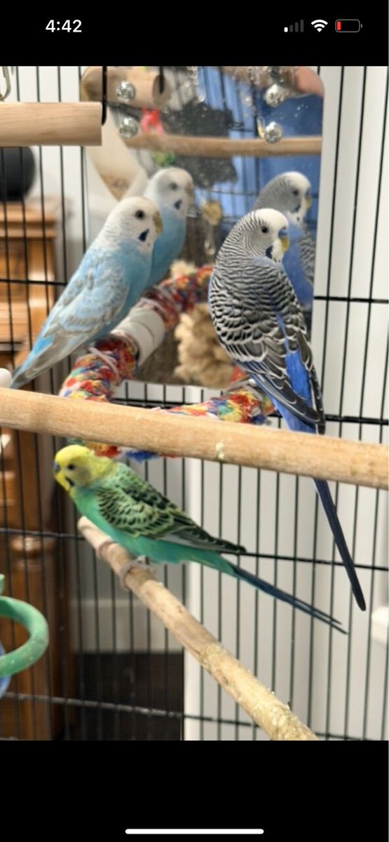 Dark blue male Budgie (3 years old)