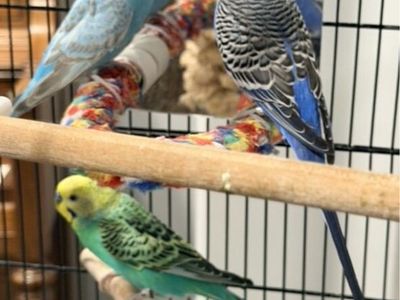 Dark blue male Budgie (3 years old)