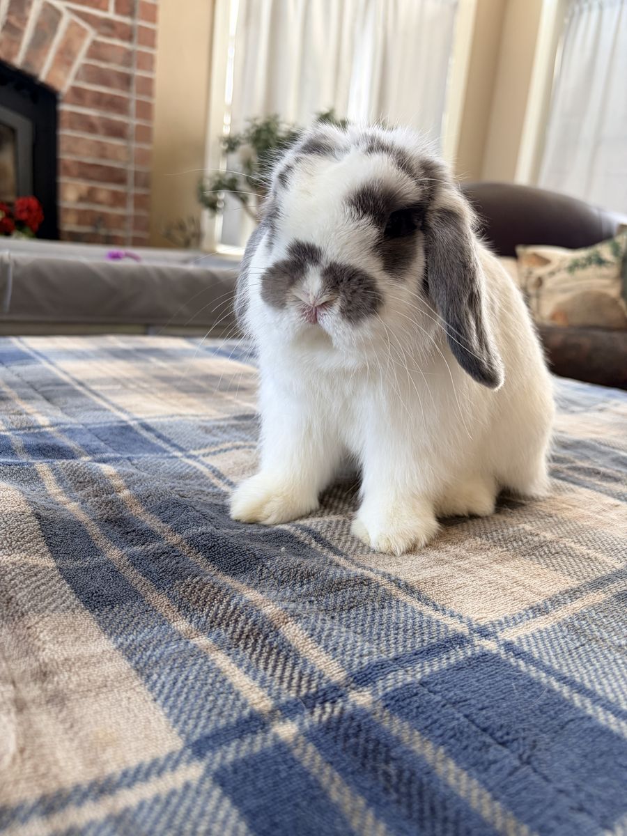 Garden Holland Lop Bunny
