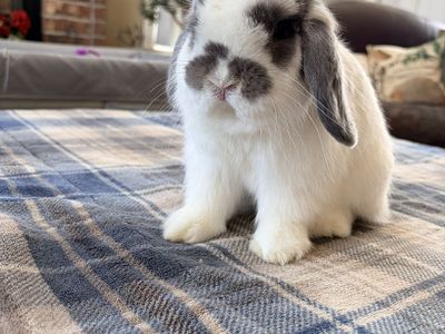 Garden Holland Lop Bunny