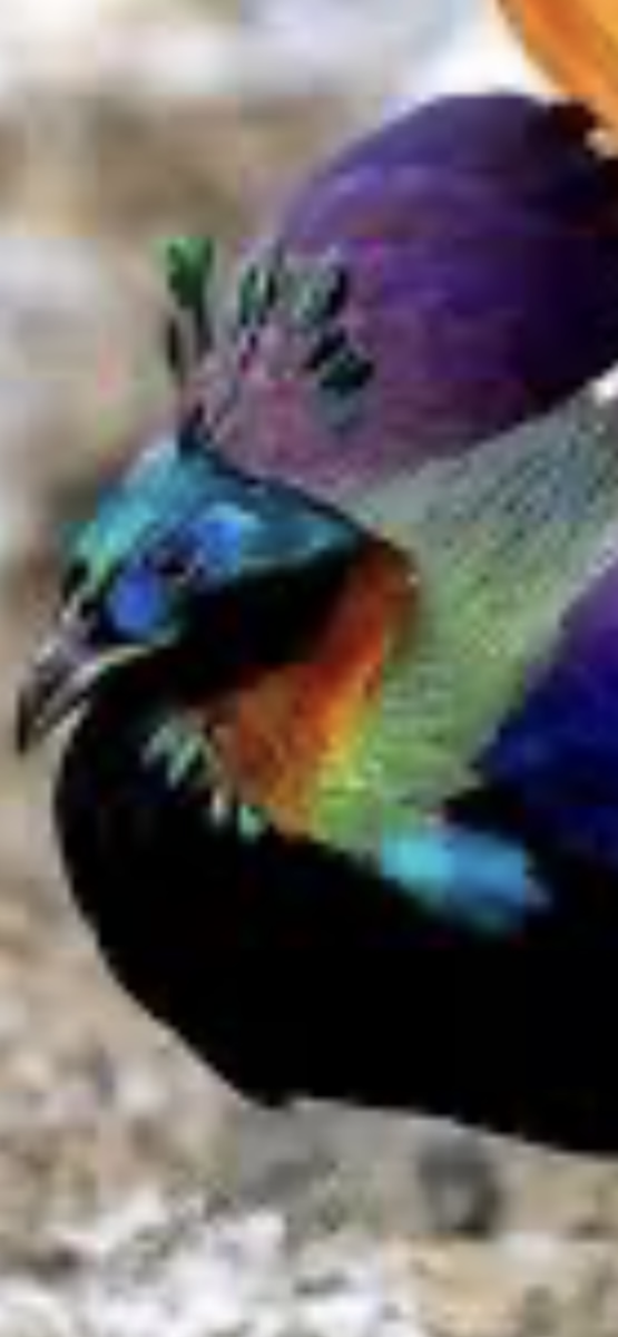 Impeyan monal pheasant